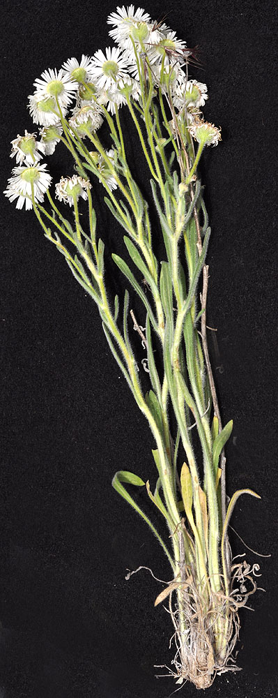 Flora of Eastern Washington Image: Erigeron pumilus