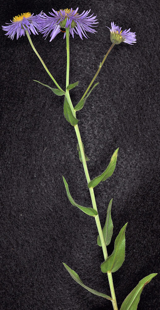 Flora of Eastern Washington Image: Erigeron speciosus