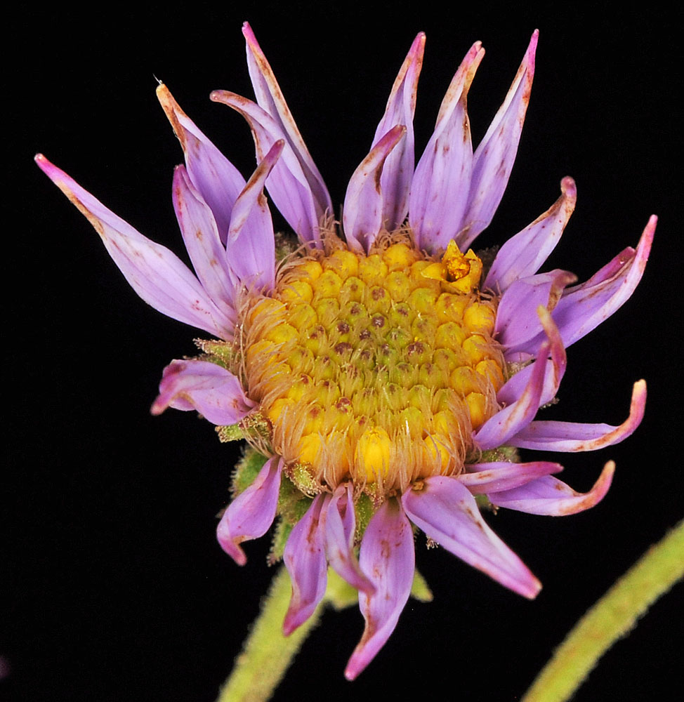 Flora of Eastern Washington Image: Eurybia conspicua