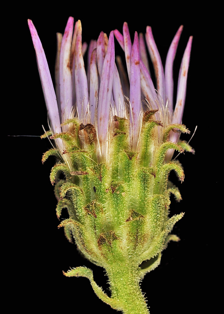 Flora of Eastern Washington Image: Eurybia conspicua