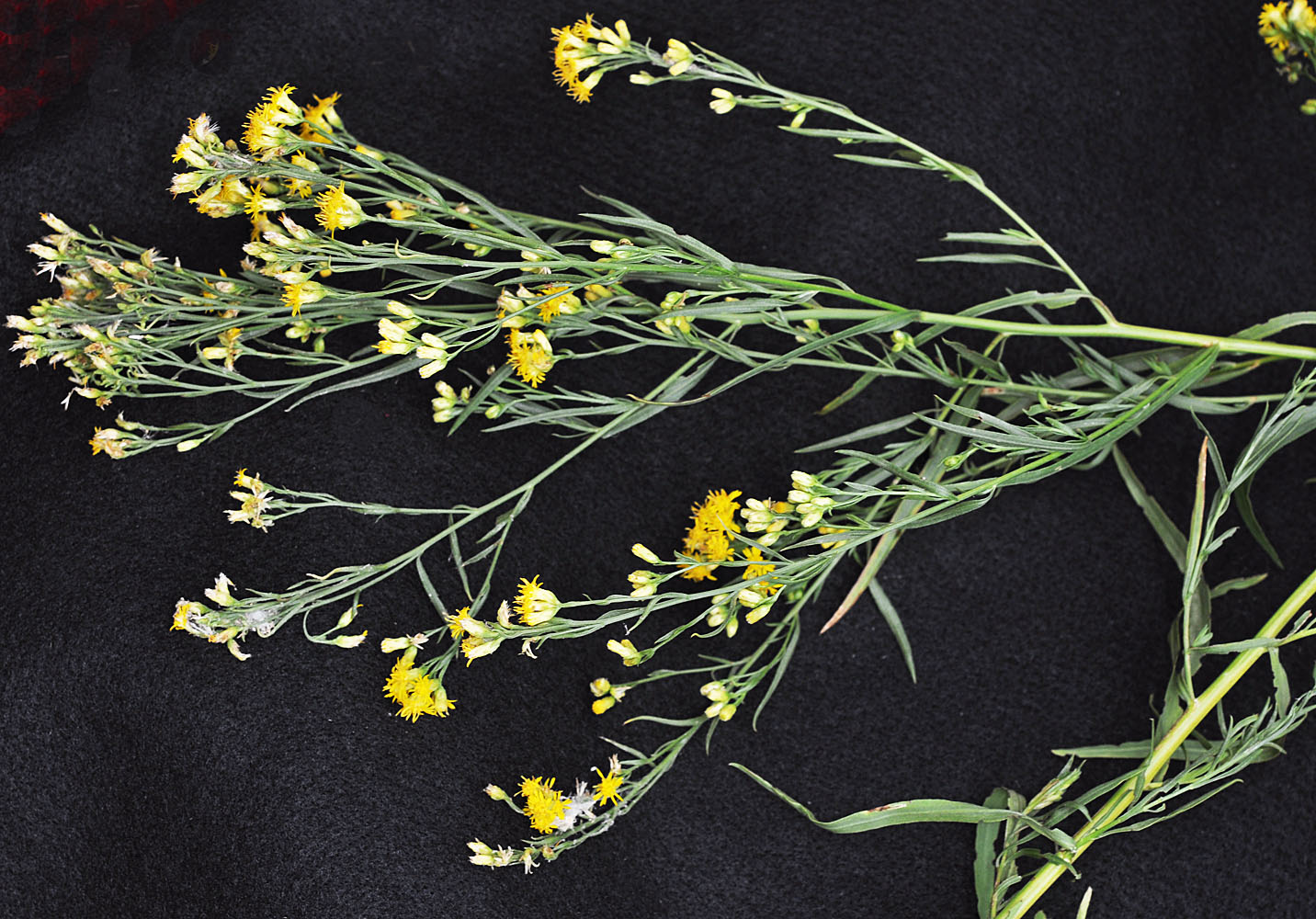 Flora of Eastern Washington Image: Euthamia occidentalis