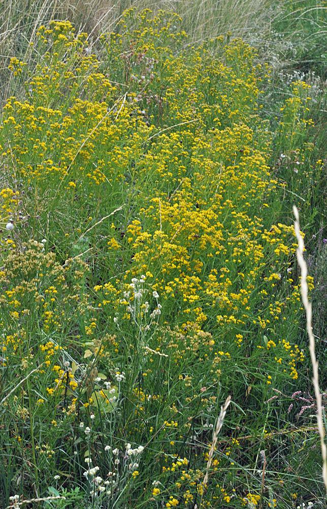 Flora of Eastern Washington Image: Euthamia occidentalis