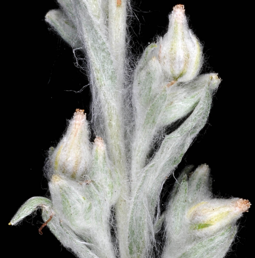 Flora of Eastern Washington Image: Filago arvensis