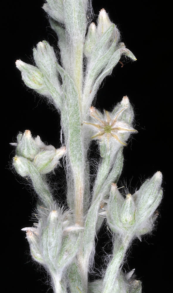 Flora of Eastern Washington Image: Filago arvensis