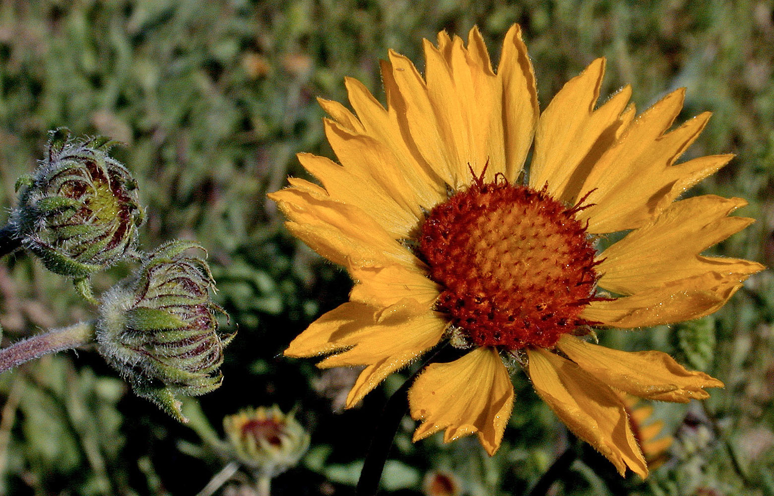 Flora of Eastern Washington Image: Gaillardia aristata