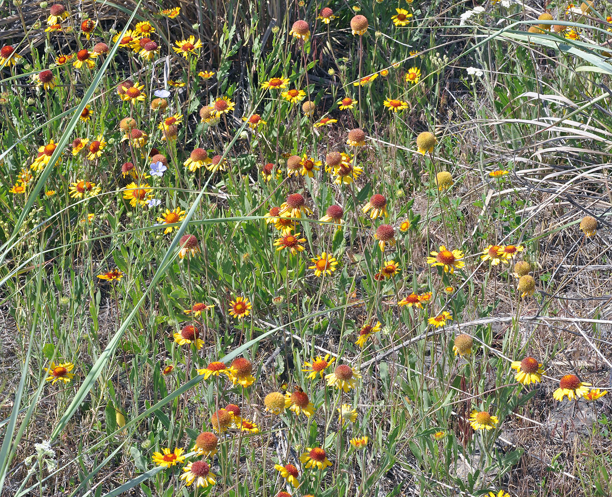 Flora of Eastern Washington Image: Gaillardia aristata