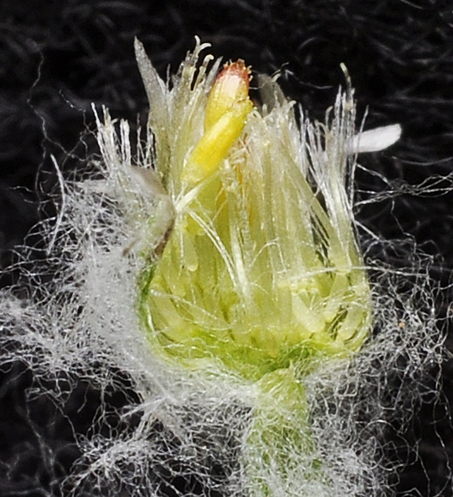 Flora of Eastern Washington Image: Gnaphallium palustre