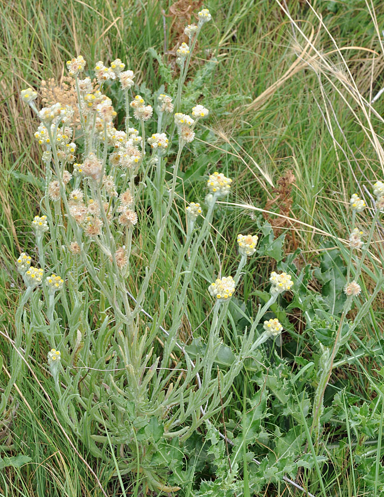 Flora of Eastern Washington Image: Pseudognaphalium stramineum