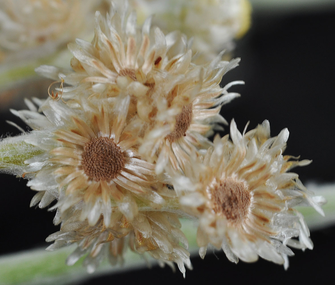 Flora of Eastern Washington Image: Pseudognaphalium stramineum