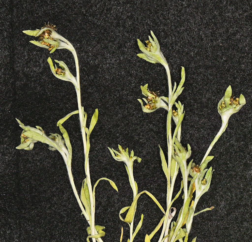 Flora of Eastern Washington Image: Gnaphalium uliginosum