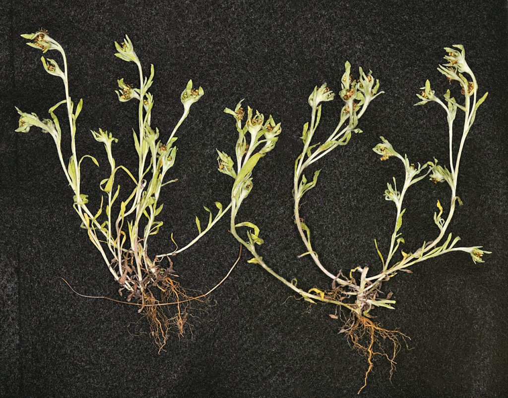 Flora of Eastern Washington Image: Gnaphalium uliginosum