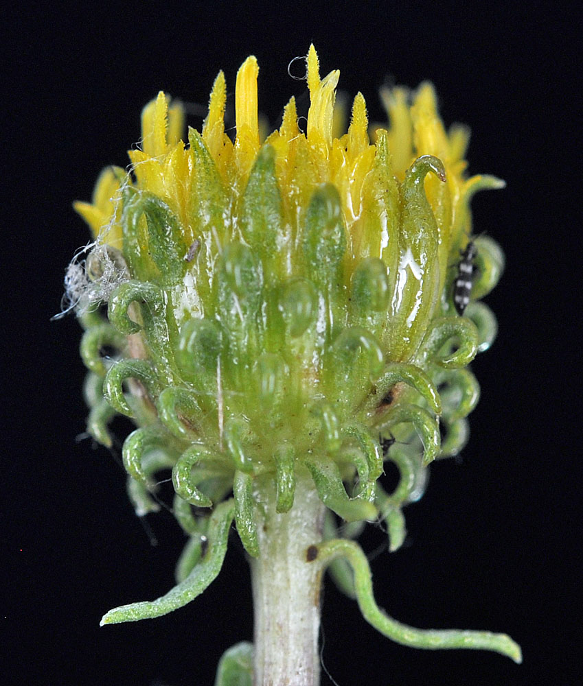Flora of Eastern Washington Image: Grindelia hirsutula