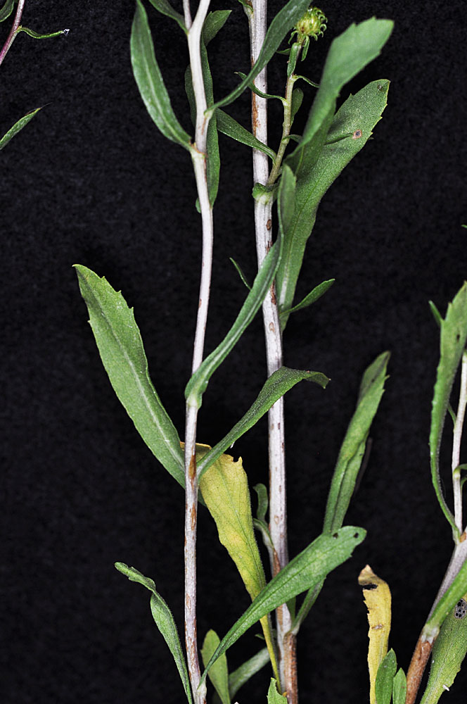 Flora of Eastern Washington Image: Grindelia hirsutula