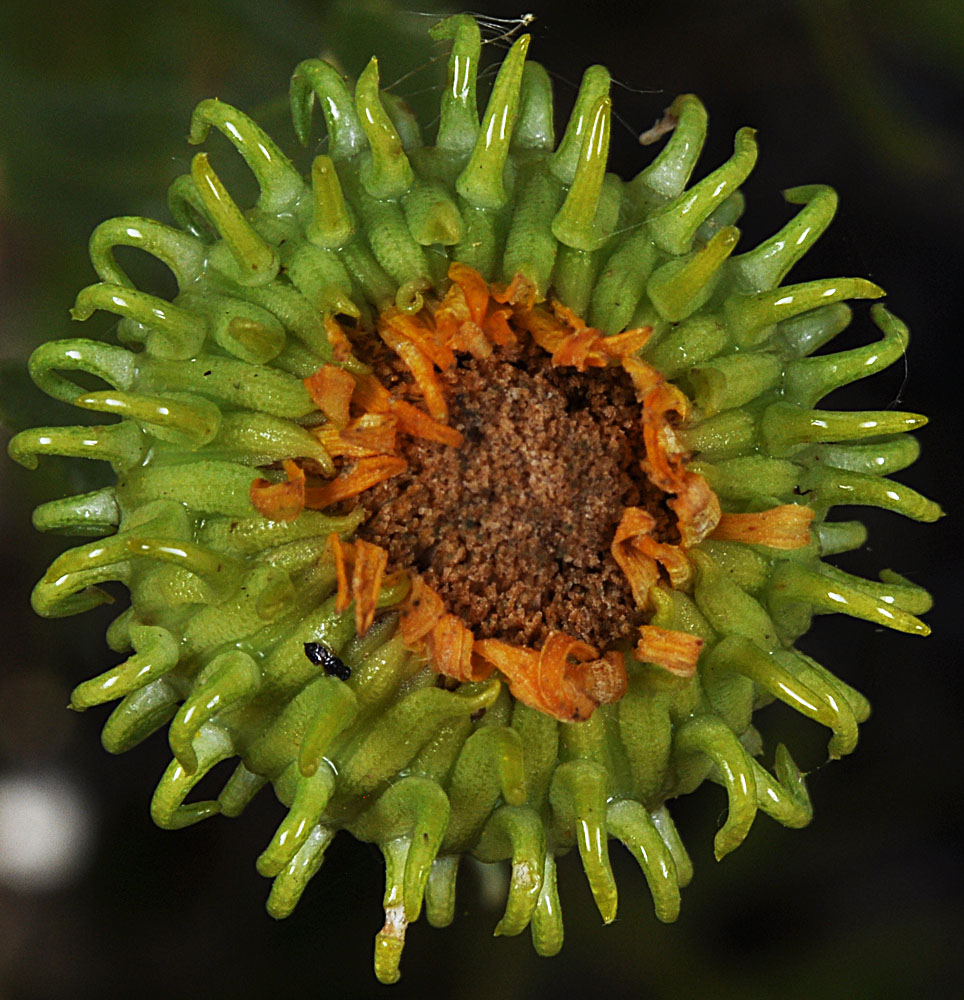 Flora of Eastern Washington Image: Grindelia squarrosa