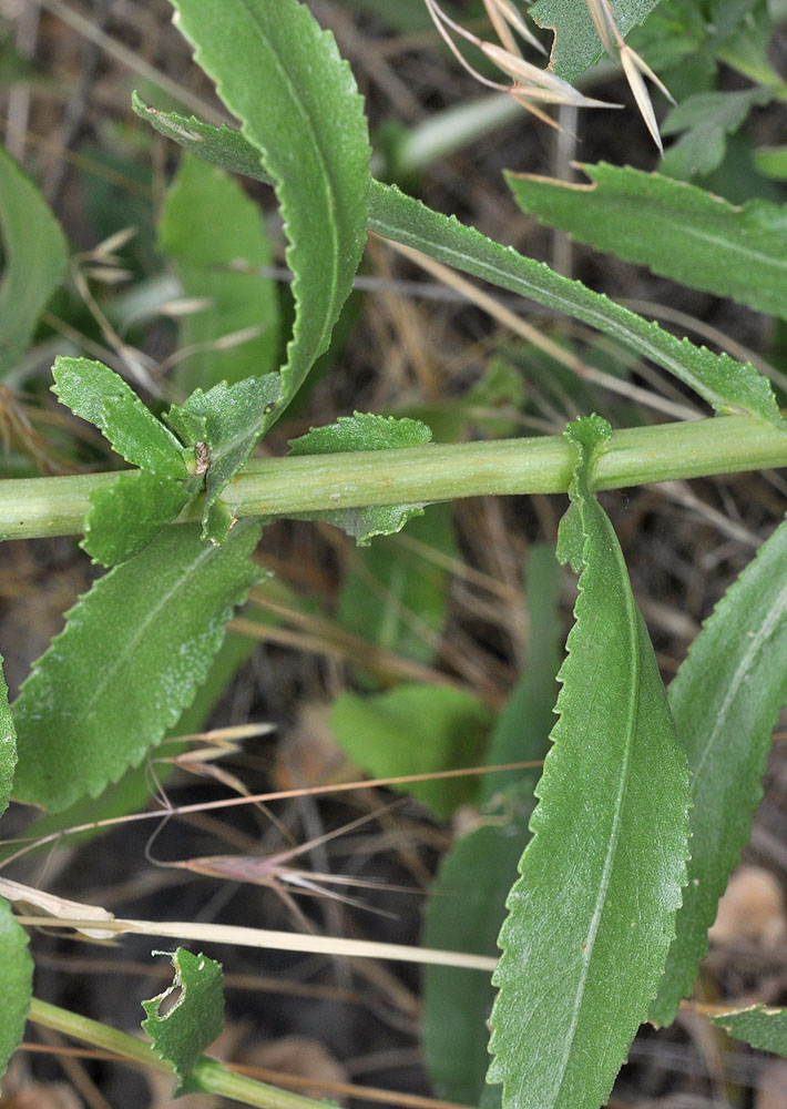 Flora of Eastern Washington Image: Grindelia squarrosa