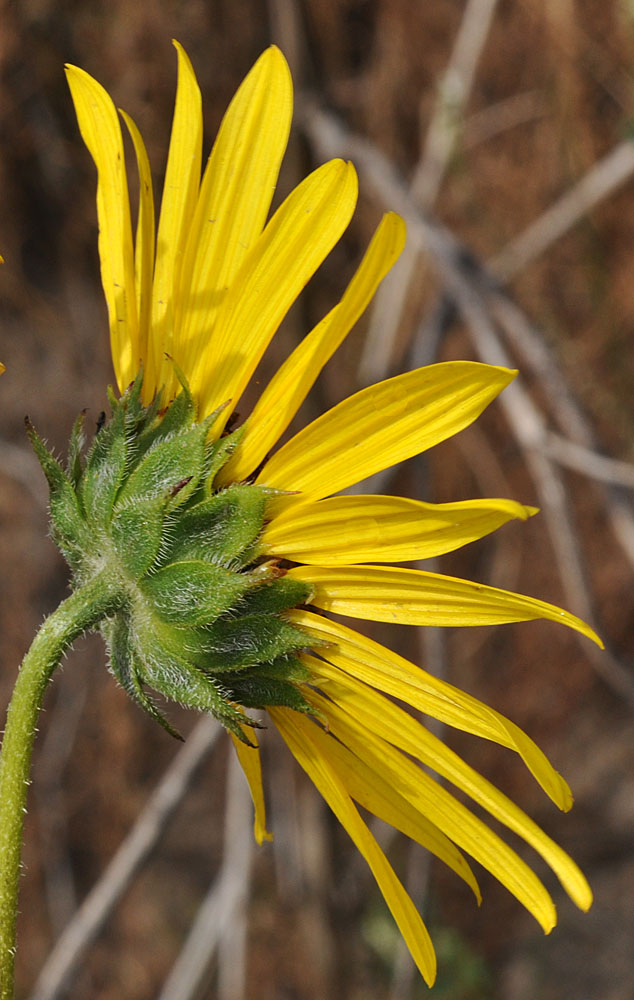 Flora of Eastern Washington Image: Helianthus annuus