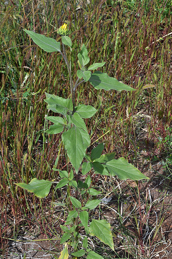 Flora of Eastern Washington Image: Helianthus annuus