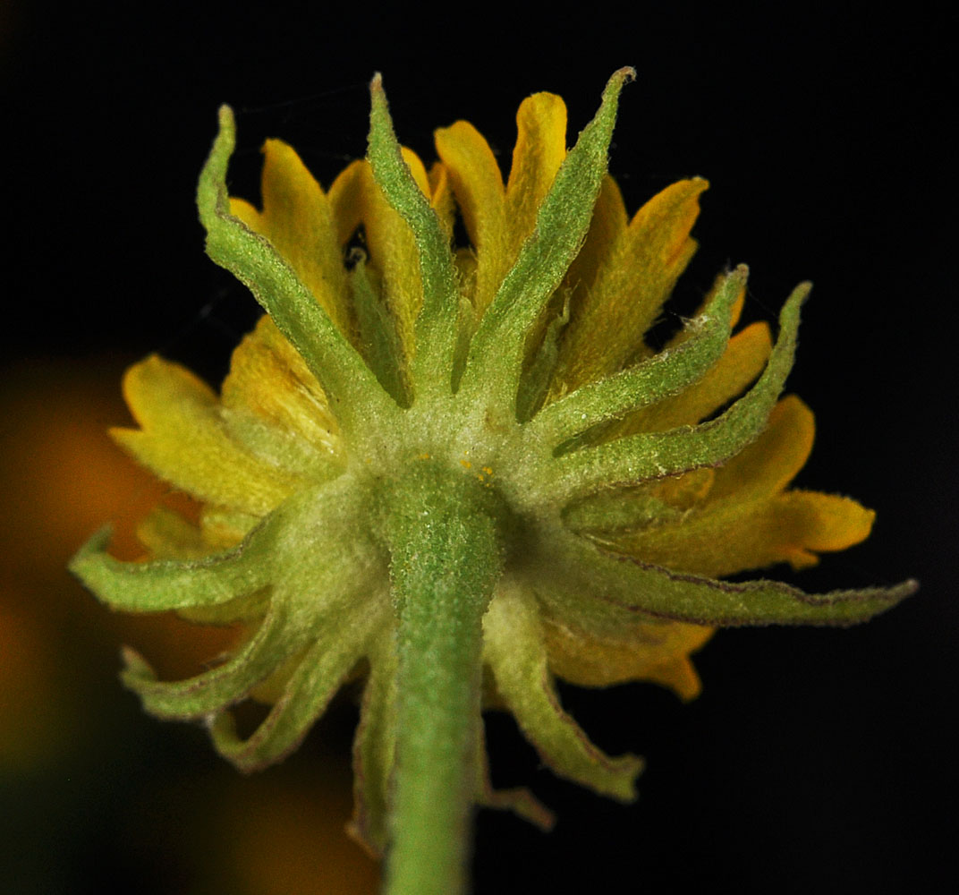 Flora of Eastern Washington Image: Helenium autumnale