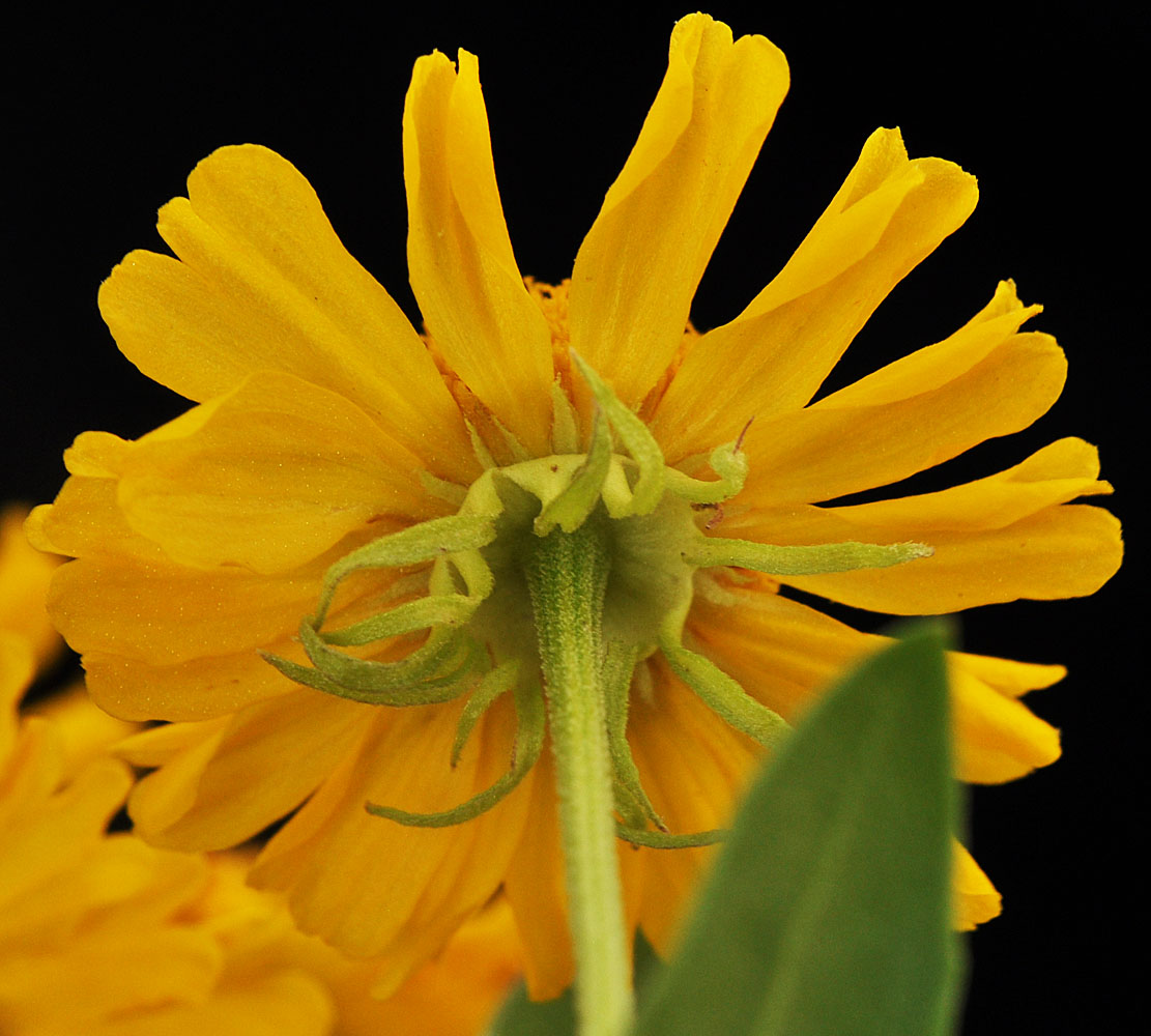 Flora of Eastern Washington Image: Helenium autumnale