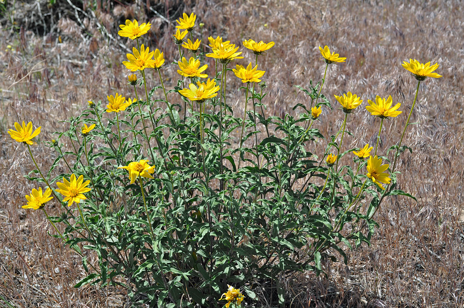 Flora of Eastern Washington Image: Helianthus cusickii