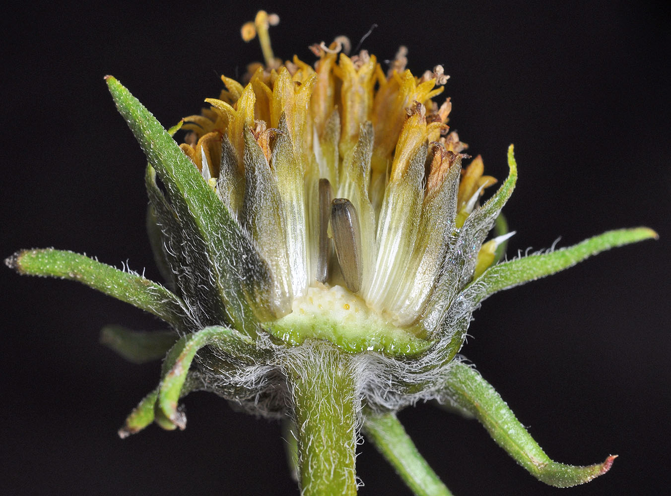 Flora of Eastern Washington Image: Helianthus cusickii