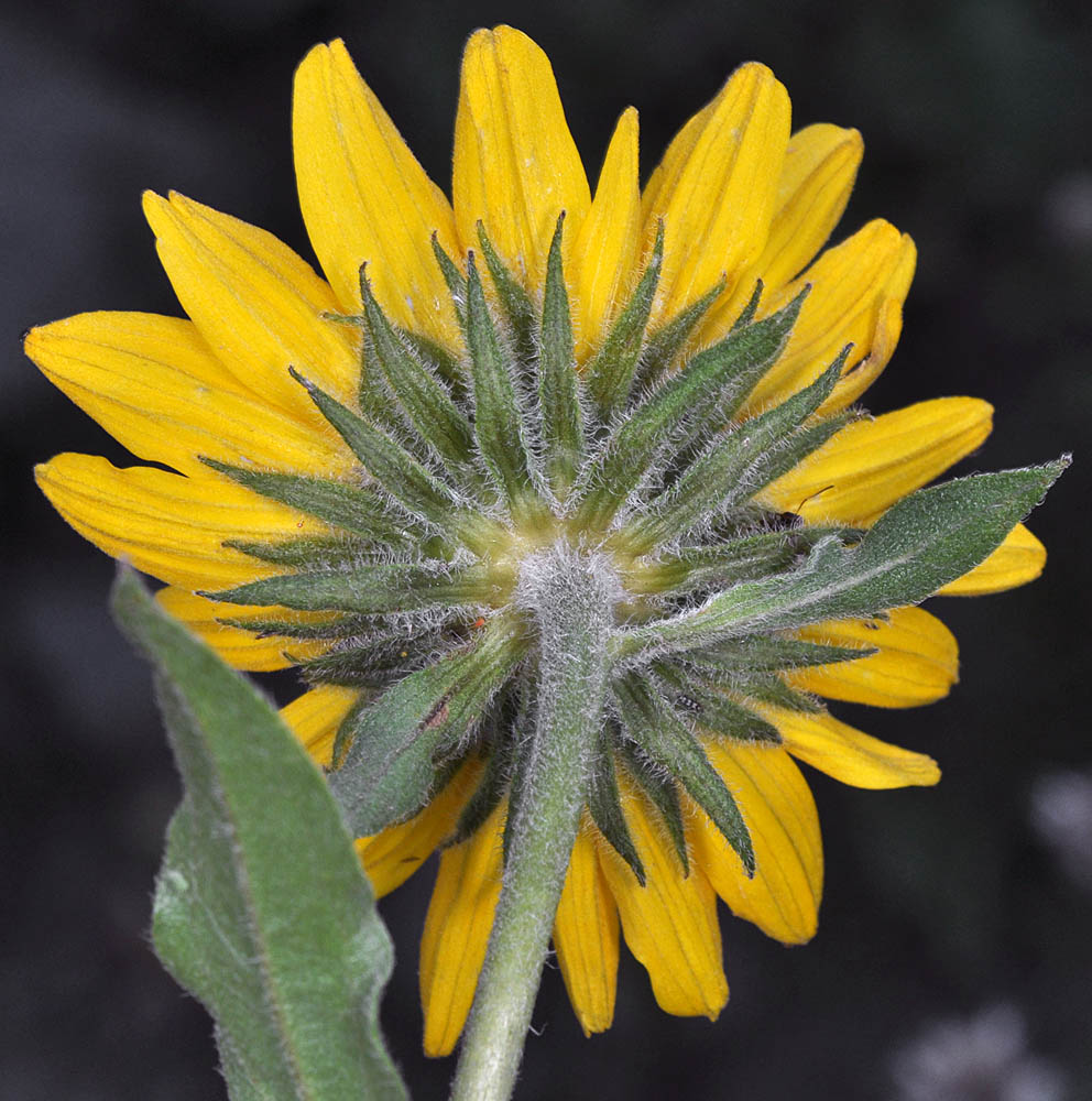 Flora of Eastern Washington Image: Helianthella uniflora