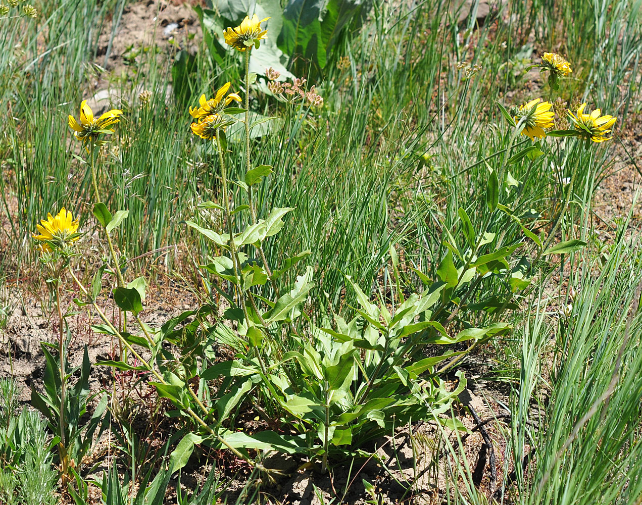 Flora of Eastern Washington Image: Helianthella uniflora