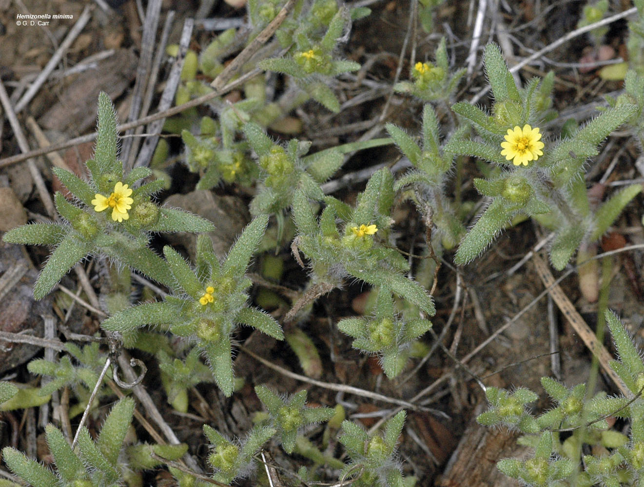 Flora of Eastern Washington Image: Hemizonella minima