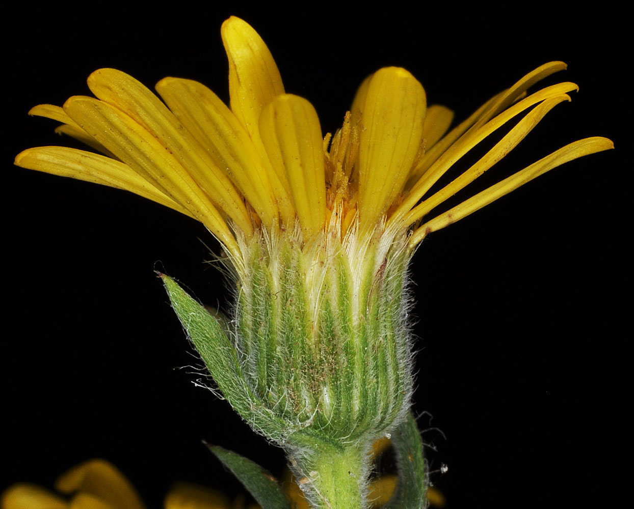 Flora of Eastern Washington Image: Heterotheca villosa