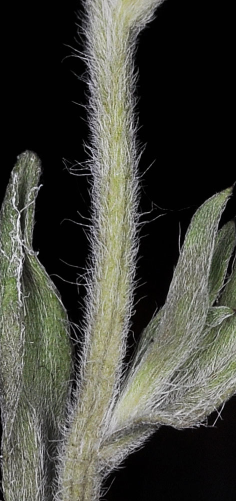 Flora of Eastern Washington Image: Heterotheca villosa
