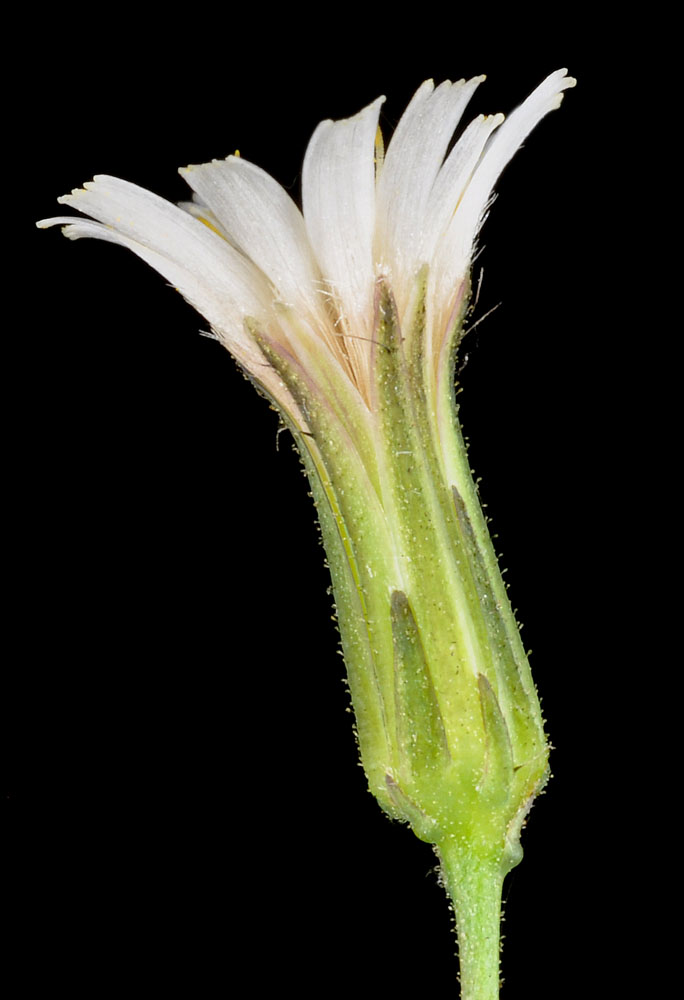 Flora of Eastern Washington Image: Hieracium albiflorum