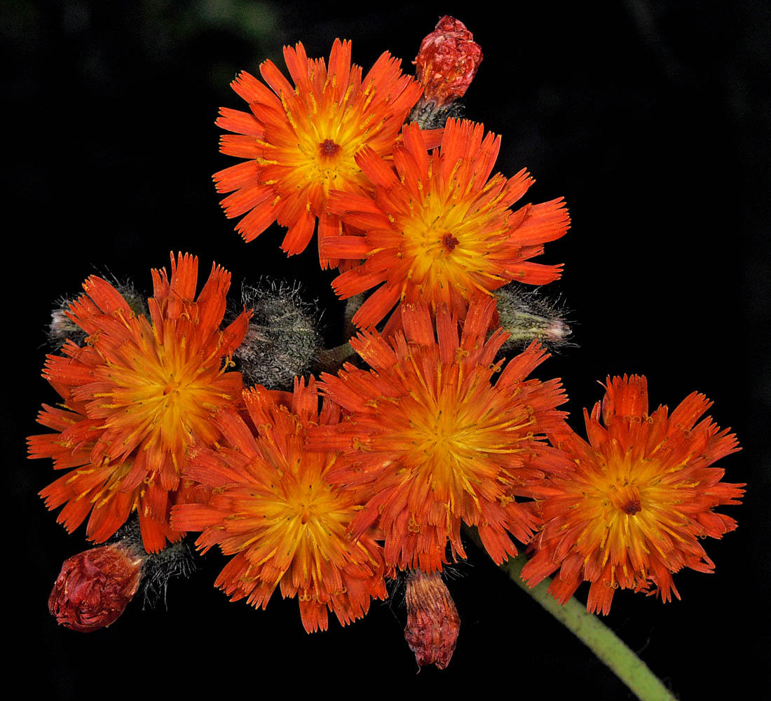 Flora of Eastern Washington Image: Hieracium aurantiacum