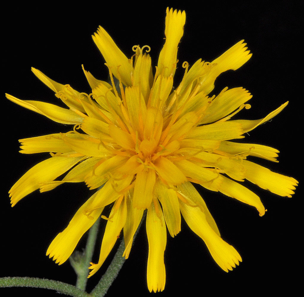 Flora of Eastern Washington Image: Hieracium umbellatum