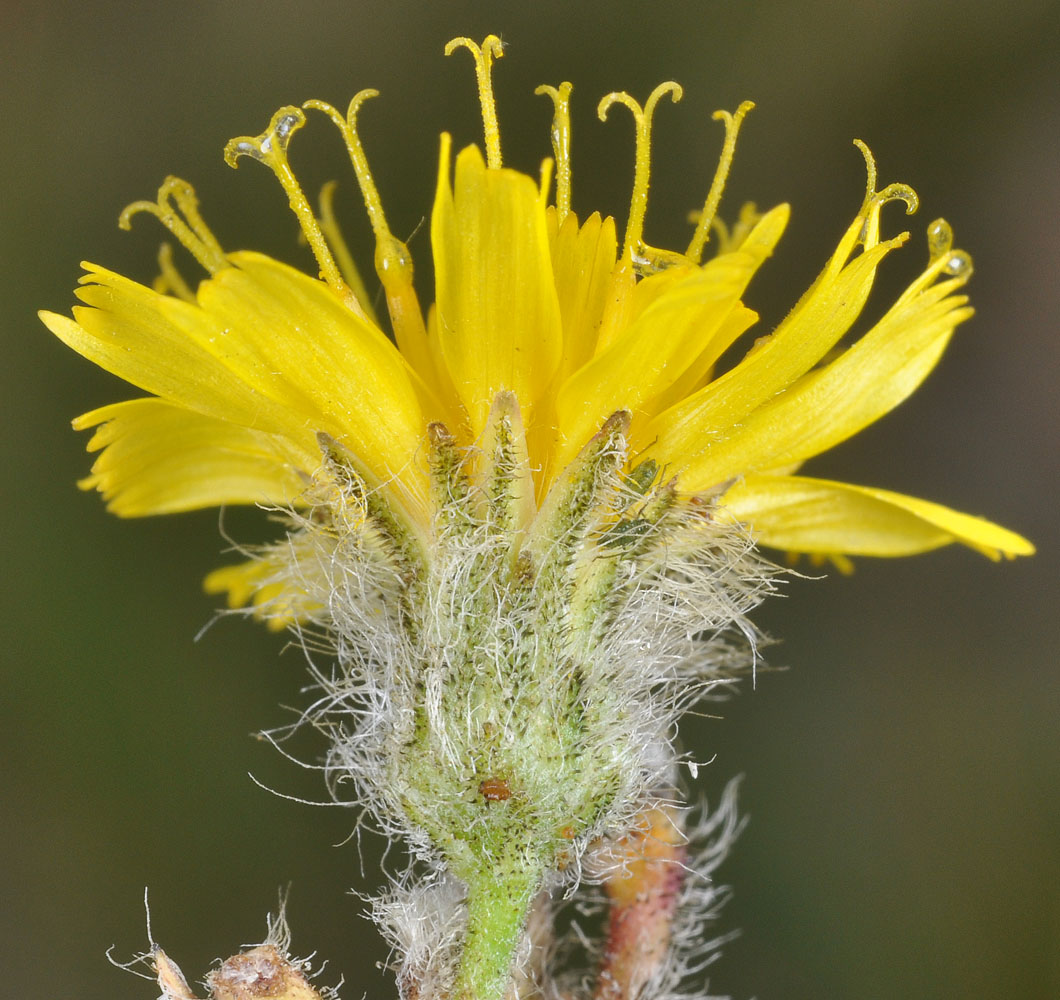 Flora of Eastern Washington Image: Hieracium scouleri
