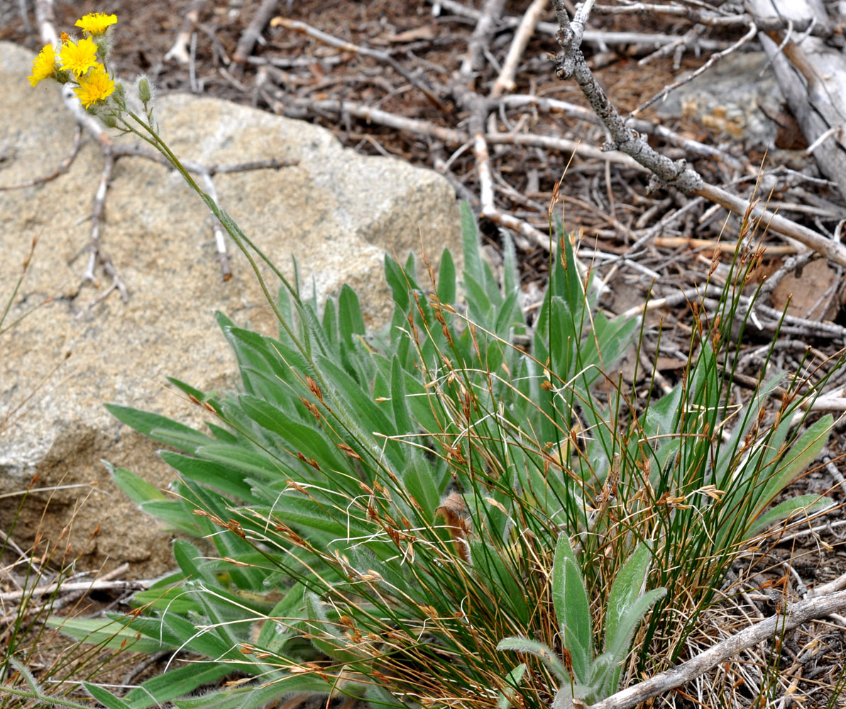 Flora of Eastern Washington Image: Hieracium scouleri