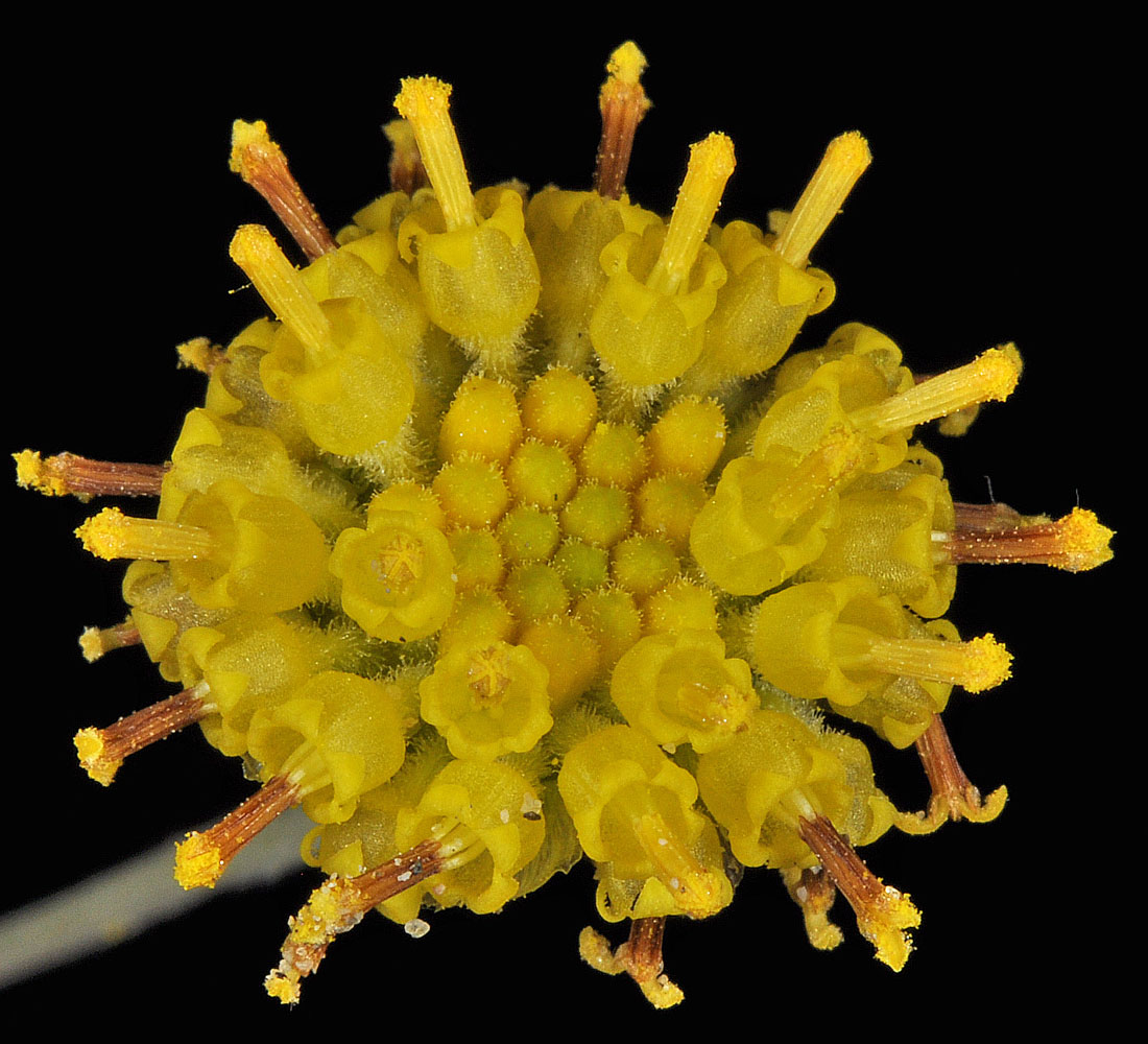 Flora of Eastern Washington Image: Hymenopappus filifolius