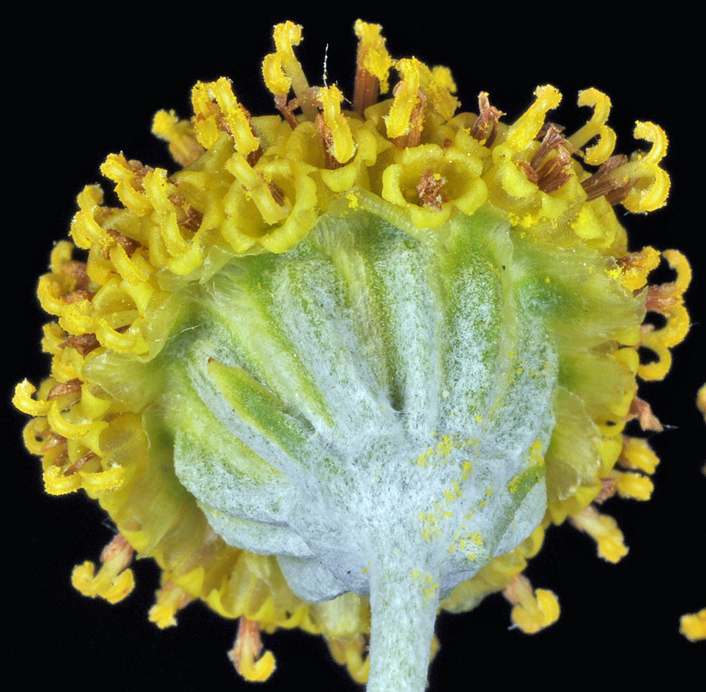 Flora of Eastern Washington Image: Hymenopappus filifolius