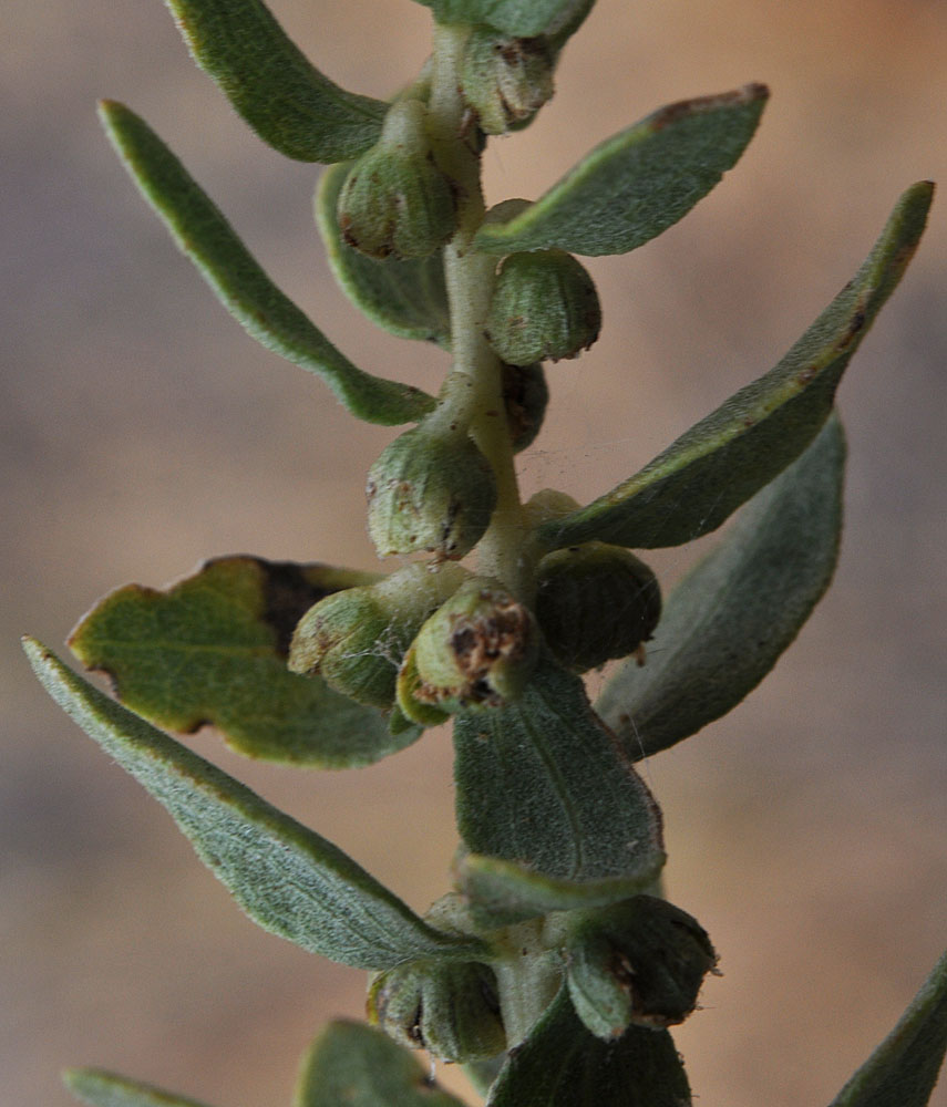 Flora of Eastern Washington Image: Iva axillaris