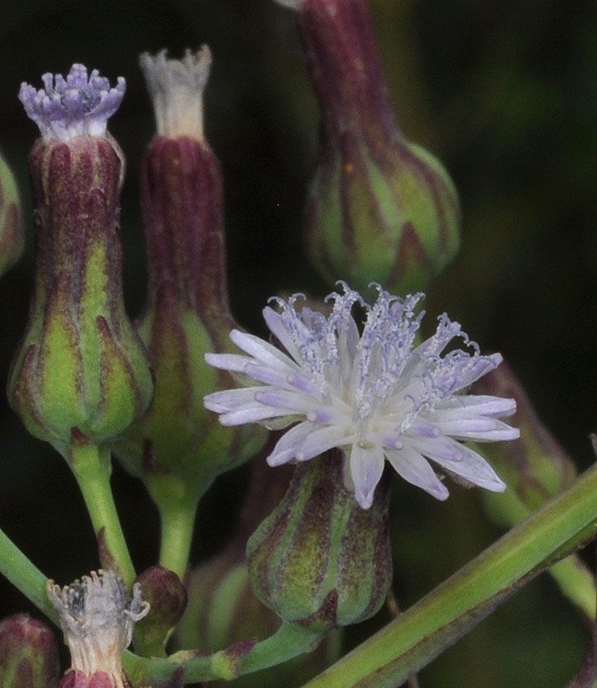 Flora of Eastern Washington Image: Lactuca biennis