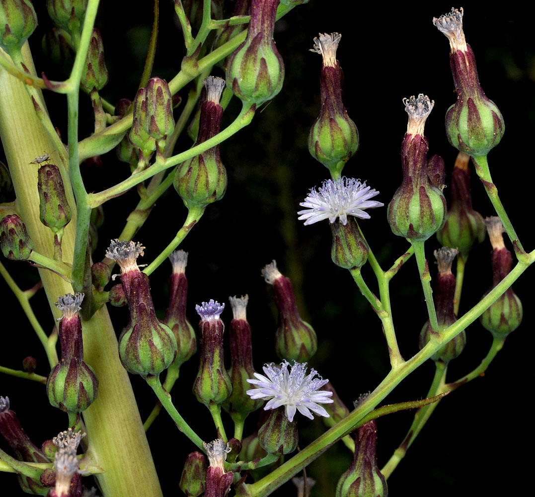 Flora of Eastern Washington Image: Lactuca biennis