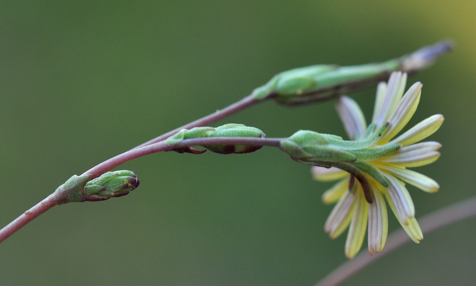 Flora of Eastern Washington Image: Lactuca serriola