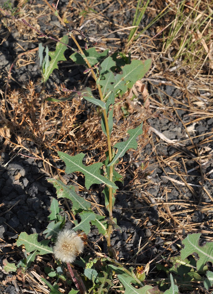 Flora of Eastern Washington Image: Lactuca serriola
