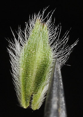 Flora of Eastern Washington Image: Lagophylla ramosissima