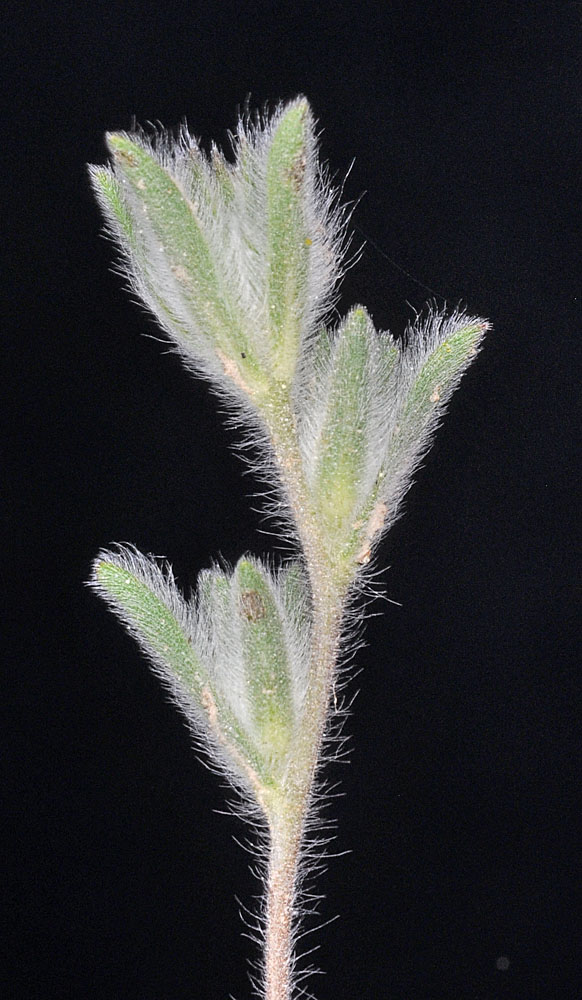 Flora of Eastern Washington Image: Lagophylla ramosissima
