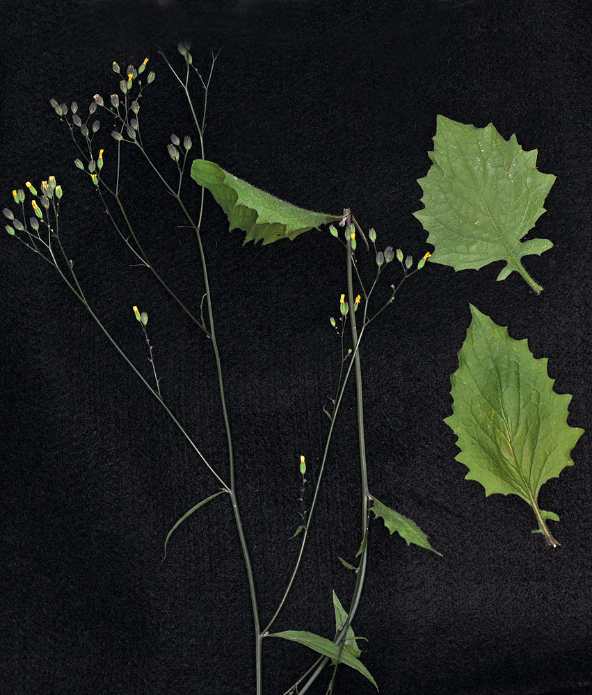 Flora of Eastern Washington Image: Lapsana communis
