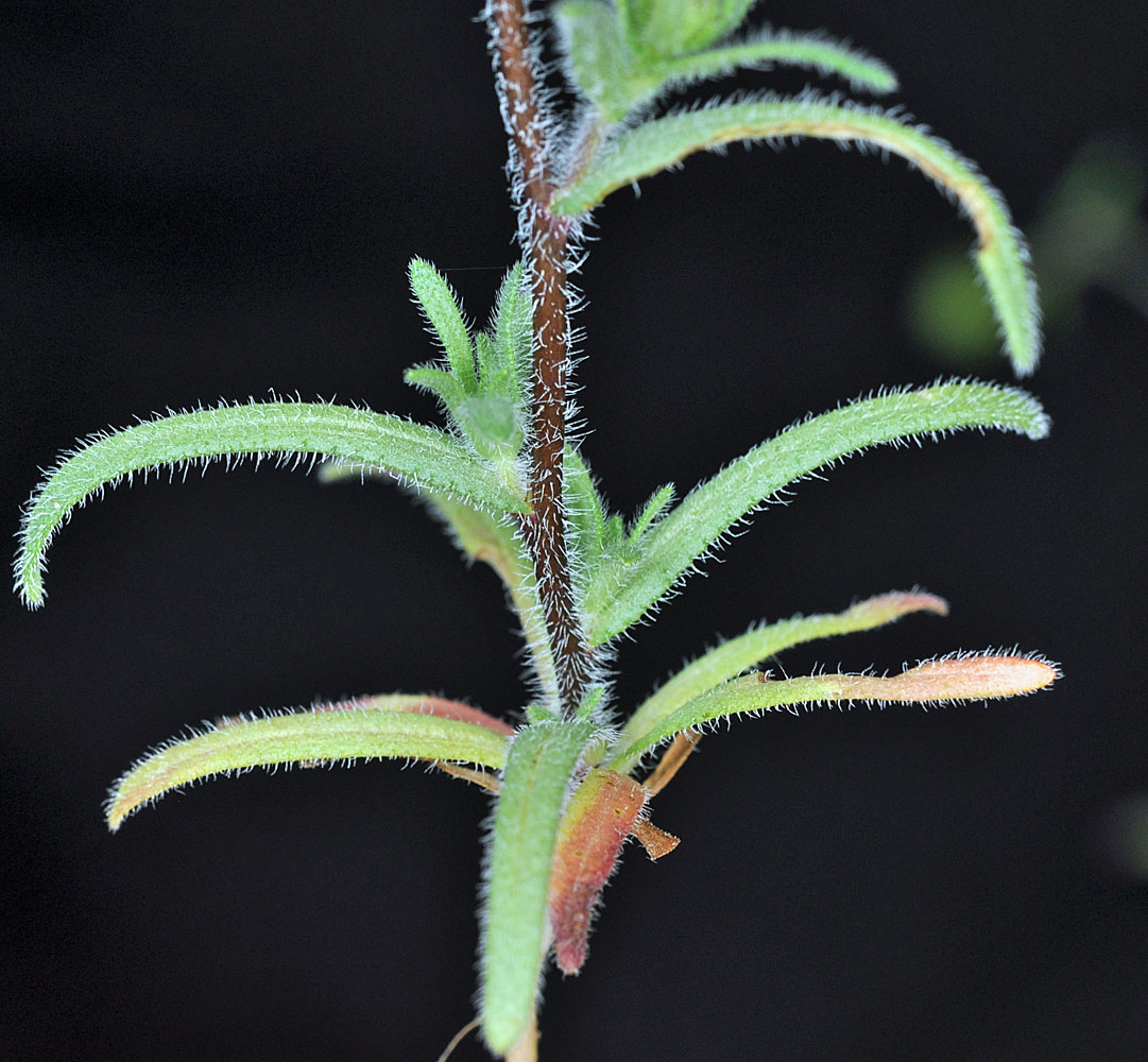 Flora of Eastern Washington Image: Layia glandulosa