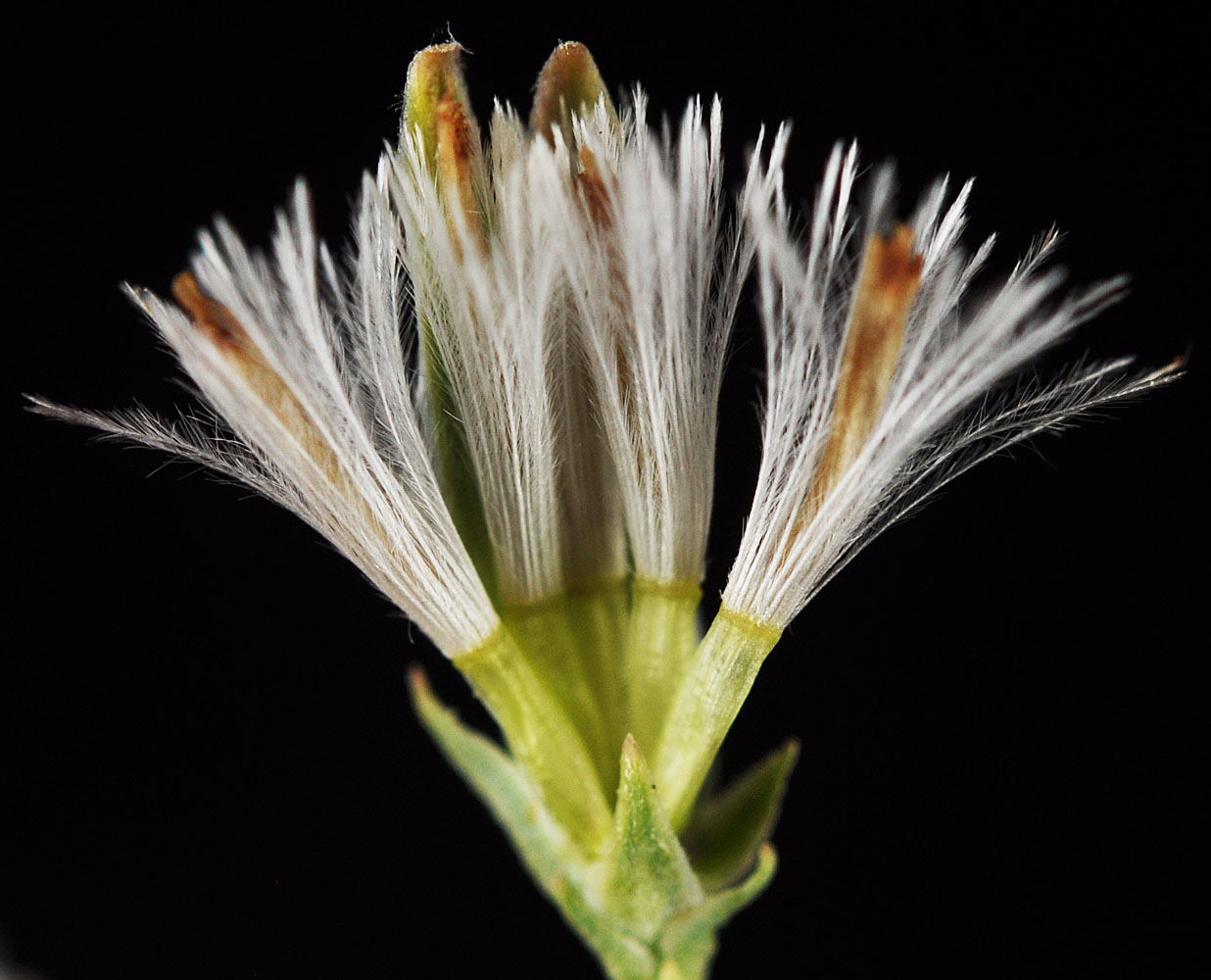 Flora of Eastern Washington Image: Stephanomeria tenuifolia