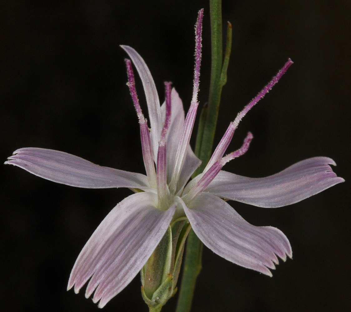 Flora of Eastern Washington Image: Stephanomeria tenuifolia