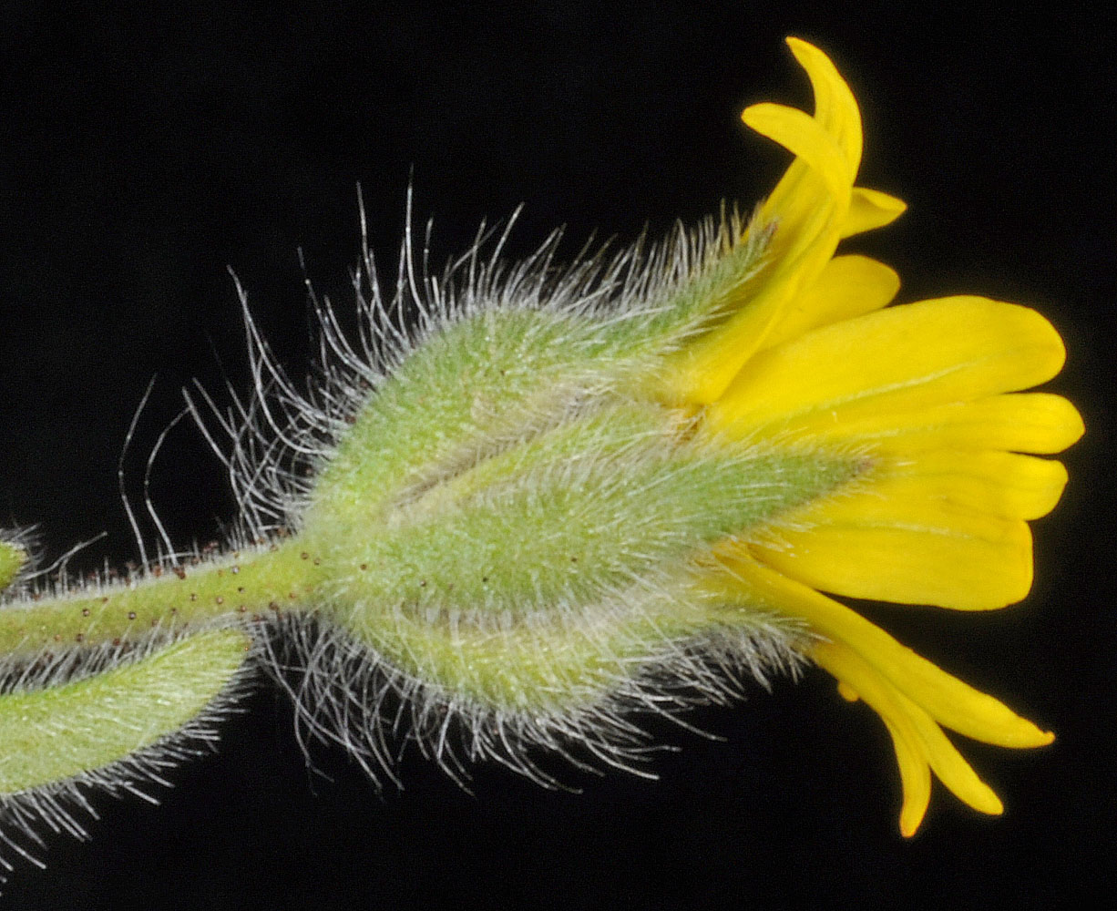 Flora of Eastern Washington Image: Madia citriodora