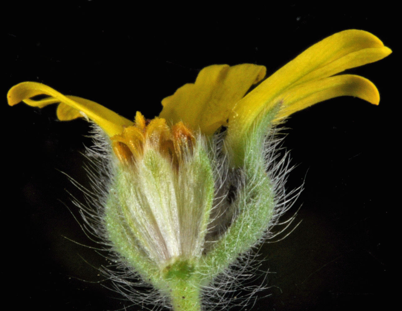 Flora of Eastern Washington Image: Madia citriodora